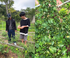 Lý Hải dạy con trai 14 tuổi nhổ cỏ, hái rau tại vườn ớt đắt nhất thế giới