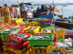 Mách bạn khu chợ bán hải sản rẻ nhất Nha Trang, khách Tây cũng mê tít vì trải nghiệm có một không hai