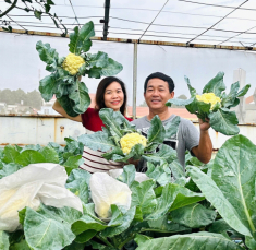 Mẹ 3 con Biên Hòa trồng 2 vườn rau xanh mướt trên ban công và sân thượng, rau trái trĩu giàn quanh năm