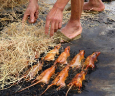 Miền Tây và những món đặc sản “kinh dị” khiến người yếu vía chạy mất dép, nhưng Ngọc Trinh mê như điếu đổ