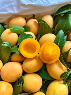 Món đặc sản được nhiều người săn lùng, giá cả triệu/kg vẫn “cháy hàng” hoá ra chỉ mọc dại ở ven đường ở nước ngoài