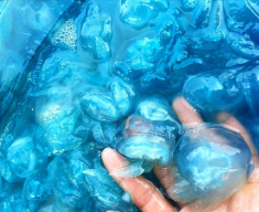 Món giải nhiệt mùa hè được mệnh danh là “sashimi xứ Huế”, nhìn thấy ghê mà ăn siêu cuốn, càng bán vỉa hè càng đông khách