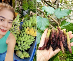“Mỹ nhân ngư” của showbiz Việt sở hữu khu vườn 10.000m2: Giờ chẳng màng hư danh, chỉ thích ngồi nhổ cỏ ươm cây