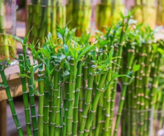 Ngày càng nhiều người cho cây trúc phát tài vào danh sách đen, hóa ra vì 4 lý do này