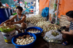Nghề muối cà hơn 300 năm tuổi của ngôi làng Hà Nội