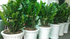 Người mệnh này đại kỵ không được trồng cây kim tiền trong nhà nếu không muốn ‘tán gia bại sản’