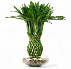 Người tuổi này nếu trong nhà có cây trúc phát tài, công việc thăng tiến, tiền bạc của cải phất lên như diều gặp gió