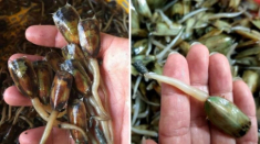 Những món ăn thử thách lòng kiên nhẫn của thực khách, dù mỏi răng hoa mắt vẫn không thể dứt miệng