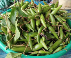 Quả dại rụng đầy trên rừng không ai hái nay “lên đời” thành thứ quả “xa xỉ”, dân thành phố đua nhau lùng mua bằng được