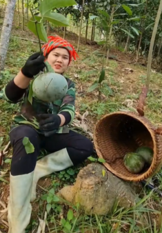 Quả ‘lạ’ ở miền Bắc nhìn giống bưởi, dân hái về dùng thay mỡ lợn, dầu ăn