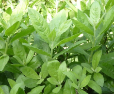 Rau dại xưa trồng làm hàng rào nay thành đặc sản, dược liệu quý, trồng trong nhà giúp gia chủ thu hút tài lộc