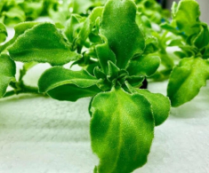 Rau kim cương từng mọc hoang giờ thành đặc sản giá 120.000 đồng/kg, chống oxy hóa cực tốt, trồng 2 tháng cho thu hoạch