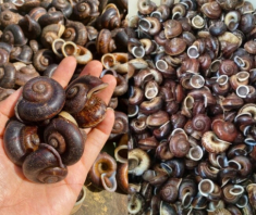 Sinh vật xưa không ai biết giờ thành đặc sản nổi tiếng, giá “đắt xắt ra miếng”, dân thành phố thi nhau săn lùng