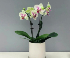 Tại sao ngày càng nhiều người đưa lan hồ điệp vào danh sách đen? Đây là 5 lý do