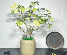 Tại sao người giàu thích trồng cây ngũ gia bì trong phòng ngủ? Biết lý do tôi cũng trồng một chậu