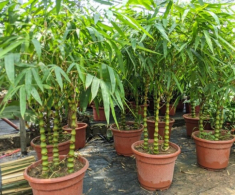 Tháng cô hồn sắp đến, 3 loại cây “gác cổng” trồng trước cửa nhà giúp gia chủ cản vận xui, hút phúc khí