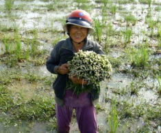 Thứ cỏ dại đầy dưới bùn xưa không ai thèm hái nay là đặc sản giòn ngon lại tốt cho sức khỏe