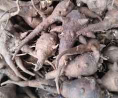 Thứ củ độc chết người lại là đặc sản chỉ có ở Hà Giang, nấu thành món cháo thơm ngon lại siêu bổ dưỡng