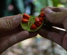 Thứ gia vị “trời cho” chỉ đại gia mới dám mua, được mệnh danh là “vàng đen” có tiền chưa chắc được sở hữu