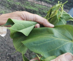 Thứ lá tưởng độc chết người lại có thể ăn được, chỉ để dùng đãi khách quý hoặc dịp lễ Tết mới được ăn