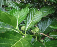 Thứ lá xưa rụng đầy vườn tưởng vứt đi vì có vị đắng nghét, không ngờ nấu lên thành món bổ dưỡng ai cũng mê