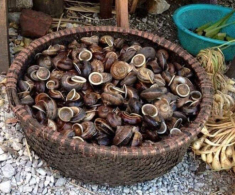 Thứ “lộc trời” chui ra từ hốc đá là đặc sản cực hiếm ở Hòa Bình, bán đắt như “tôm tươi”, có tiền chưa chắc đã mua được