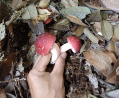 Thứ “lộc trời” được xem là “vàng đỏ” trong rừng, xưa chỉ mọc hoang không ai biết nay thành đặc sản cực hiếm