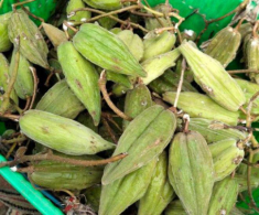 Thứ quả vừa chua vừa chát xưa chỉ vứt đi nay lại được lòng chị em, 100.000 đồng/kg vẫn đua nhau tìm mua
