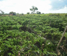 Thứ tưởng chỉ vứt đi lại là đặc sản xứ Huế, xưa giúp dân nghèo “cứu đói” nay thành món ngon được người sành ăn lùng tìm