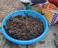 Thứ xưa chỉ nhà nghèo ăn nay thành đặc sản miền Trung, giá đến 200.000 đồng/kg khách vẫn lũ lượt mua