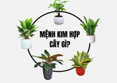 Top cây cảnh phòng lãnh đạo mệnh Kim hợp phong thủy mang vượng khí, bình an và hút lộc