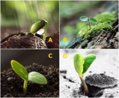 Trắc nghiệm: Cuộc hôn nhân của bạn sẽ kéo dài được bao lâu? Chọn một cây non là biết ngay