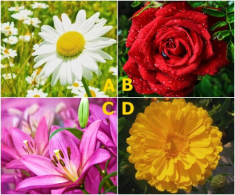 Trắc nghiệm: Nửa kia của bạn dễ bị mê mệt trước kiểu phụ nữ nào? Chọn một bông hoa là biết ngay