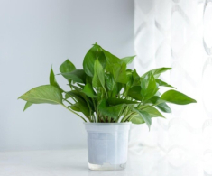 Trầu bà từng là cây cảnh “quốc dân”, nay bị cho vào “danh sách đen”, đây là 5 lý do khiến nhiều nhà vội vàng bỏ ngay!