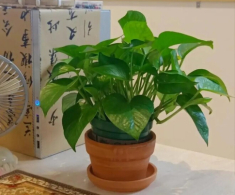 Trồng trầu bà trong nhà giúp chiêu tài hút lộc nhưng 3 người này không nên trồng kẻo hại người, phá tài