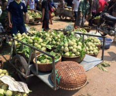 Về Lạng Sơn đi khu chợ chỉ bán đúng một loại quả mà vẫn hút hàng nghìn người đến mua