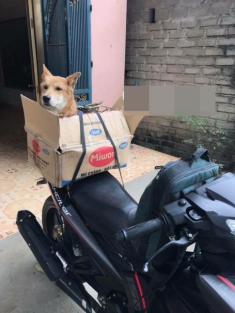 Các con sen đưa boss về quê ăn Tết nhìn “ôm bụng cười“