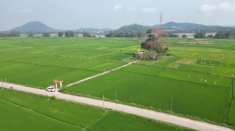 Cây gạo trăm năm nở rực bên bến đò xưa sông Trà Khúc