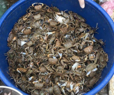 Đặc sản chỉ có ở Thanh Hóa đem nấu canh ăn một lần là mê mẩn, người dân phải lấm bùn mới bắt được