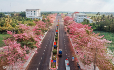 Đường kèn hồng ‘đẹp nhất miền Tây’ hút khách