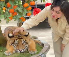 “Idol mới nổi” gọi tên Ngao, là chúa sơn lâm nhưng vẻ ngoại nũng nịu, “chiến thần ngoại giao” hút khách du lịch về Nghệ An