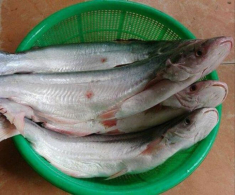 Loài cá có tên một loại quả vì tỏa ra mùi thơm phức: Là đặc sản hiếm ở Cần Giờ, giá tới 1 triệu đồng/kg khách vẫn mua hết sạch