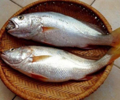 Loài cá “nhà nghèo” có cái tên nghe đã chậm chạp, xưa bị chê bai nay thành đặc sản xuất khẩu nước ngoài