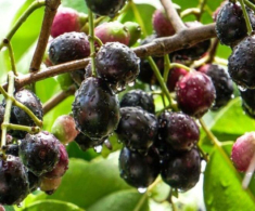 Loại quả trên rừng xưa chỉ trẻ con nhặt ăn chơi, nay xuống phố thành đặc sản giá cao gấp mấy lần vẫn ùn ùn người mua