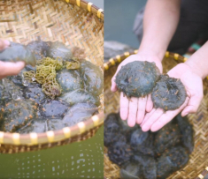 Sinh vật nhìn kỳ dị bò nhúc nhích nhưng lại là đặc sản ăn mát lạnh giữa ngày hè, giòn sần sật như rau câu