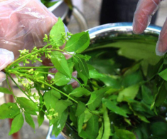 Thứ lá nghe tên đã “buồn nẫu” lại là linh hồn của một đặc sản An Giang, lọt top món ăn tiêu biểu Kỷ lục Châu Á