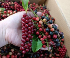 Thứ quả dại xưa chỉ trẻ con nhặt ăn nay thành đặc sản chị em lùng mua, ngâm rượu uống cực tốt cho sức khỏe