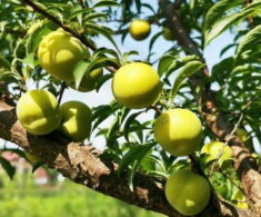 Thứ quả nhìn xanh lét lại có vị ngọt như mật ong cực “hot” MXH, chị em đổ xô mua thử dù giá đến 500.000đ/kg