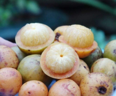 Thứ quả “vô danh” thành đặc sản đắt giá: Hương thơm khiến nhiều người mê mẩn lại cực tốt cho sức khỏe