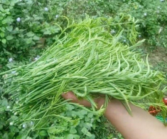 Thứ rau rừng một người ăn là cả làng bịt mũi vì quá “bốc mùi”: Là đặc sản độc nhất Tây Bắc, du khách tranh giành mua làm quà